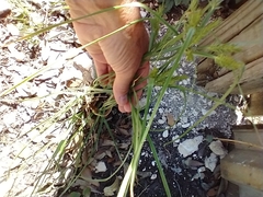 Cyperus strigosus