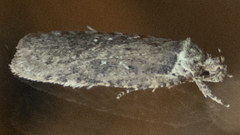 Agonopterix pulvipennella