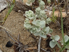 Atriplex leucophylla