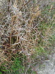 Vachellia farnesiana
