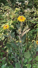Rudbeckia hirta pulcherrima