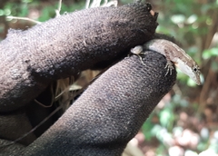 Anolis rodriguezii