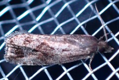 Endothenia nubilana