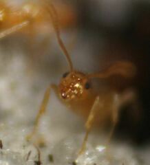 Nylanderia phantasma