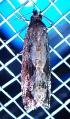 Endothenia nubilana