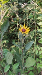 Rudbeckia hirta pulcherrima