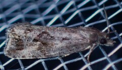 Endothenia nubilana