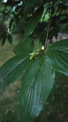 Cornus officinalis