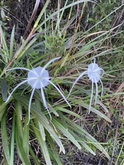 Hymenocallis