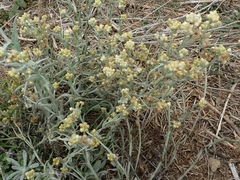 Pseudognaphalium stramineum