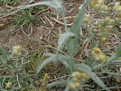 Pseudognaphalium stramineum