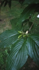 Cornus officinalis