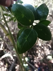 Citronella mucronata