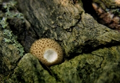 Lycoperdaceae