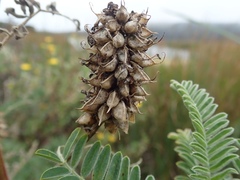 Astragalus pycnostachyus