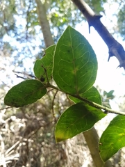 Citronella mucronata