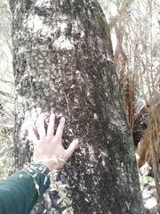 Citronella mucronata