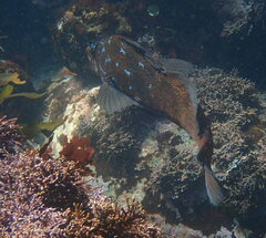 Hexagrammos decagrammus