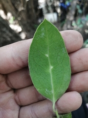 Citronella mucronata