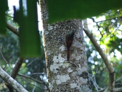 Sittasomus griseicapillus