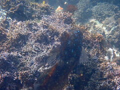 Hexagrammos decagrammus