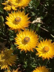 Xerochrysum subundulatum
