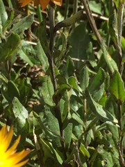 Xerochrysum subundulatum