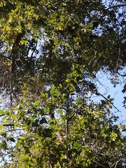 Citronella mucronata