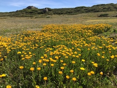 Xerochrysum subundulatum