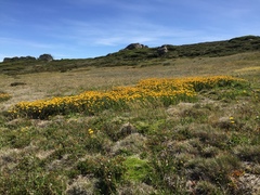 Xerochrysum subundulatum