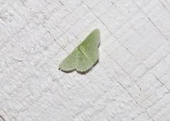 Synchlora frondaria