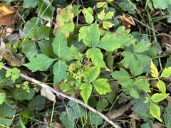 Toxicodendron