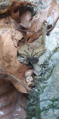 Tigrosa georgicola