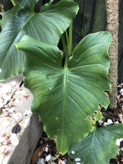Zantedeschia
