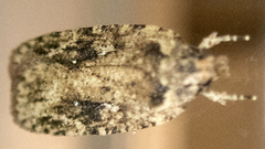 Agonopterix pulvipennella