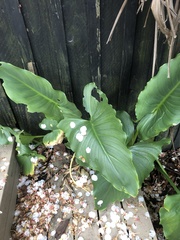 Zantedeschia