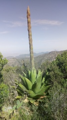 Agave gentryi