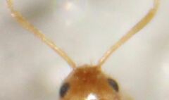 Nylanderia phantasma