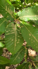 Aculus