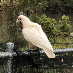 Cacatua tenuirostris