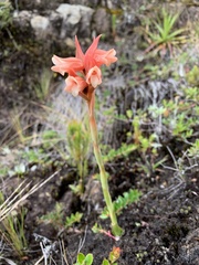 Stenorrhynchos vaginatum