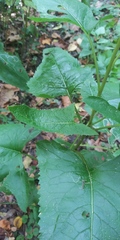 Hasteola suaveolens