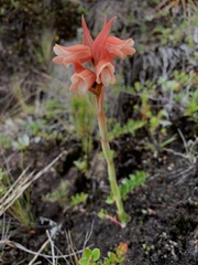 Stenorrhynchos vaginatum