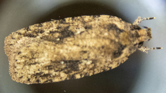 Agonopterix pulvipennella