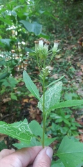 Hasteola suaveolens
