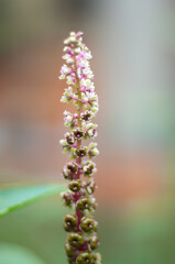 Phytolacca icosandra