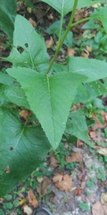 Hasteola suaveolens