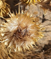 Centaurea onopordifolia