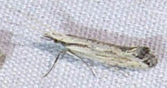 Plutella porrectella