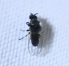 Simuliidae